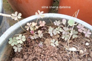 crvena djetelina