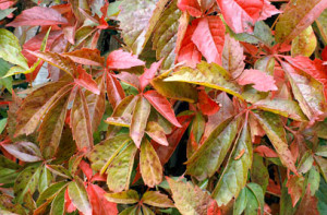 Petoprstna lozica, Parthenocissus quinquefolia, Vrt - Express
