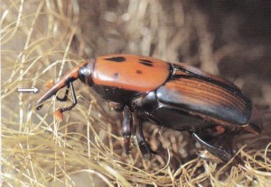 Palmina crvena pipa - odrasla