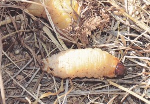 Gusjenica crvene palmine pipe