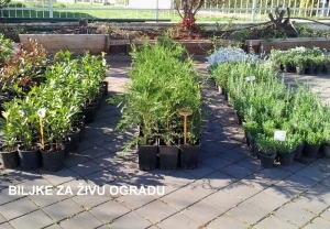 Biljke za živu ogradu