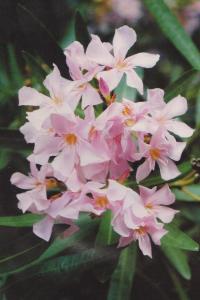 oleander roza 001-001