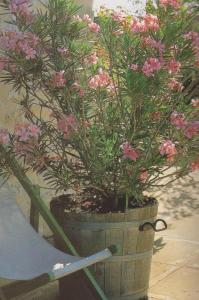 oleander u posudi 001-001