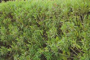 oleander zimi 001-001