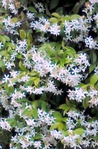 Zimski jasmin