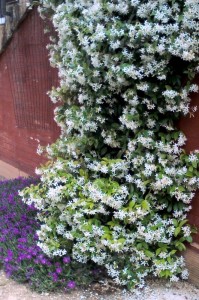 Rhinospermum jasminoides & Delosperma cooperii