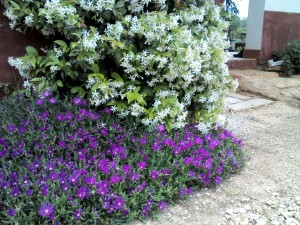 zimzeleni jasmin / zimski jasmin u kombinaciji sa pustinjskom ružom