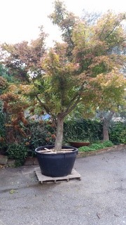 acer palmatum stablo