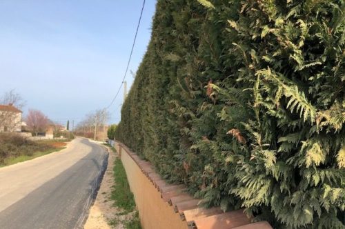 lejlandi, leylandii, Cupressocyparis leylandii