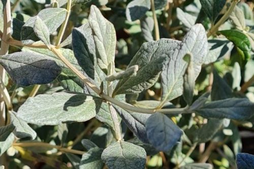 20211014_134532 teucrium fruticans