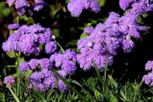 ageratum-6675186_640 ageratum, plava zvjezdica, Ageratum houstonianum