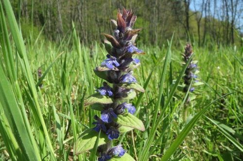 ajuga reptans