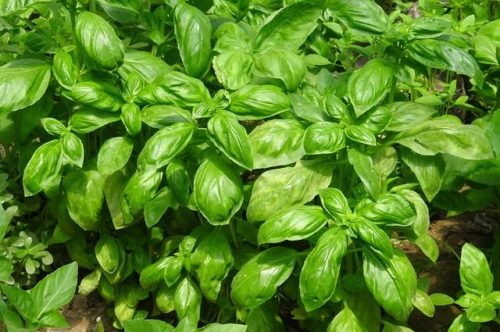 basil-917999_640 boslijak, basilico, basil