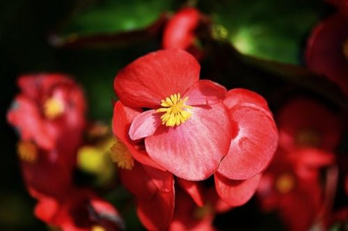 velika begonja, big begonia
