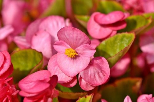begonias-3547441_640 Begonija, Begonia