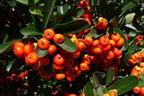 Vatreni trn, Pyracantha coccinea