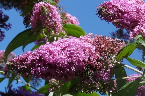 ljetni jorgovan, Buddleia davidii