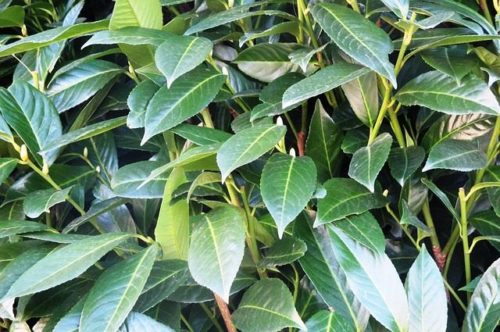 lovor višnja, cherrly laurel, Prunus laurocerasus