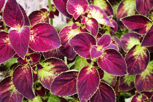 coleus-at-little-norway-3588539_640 Ukrasna kopriva, Coleus blumei