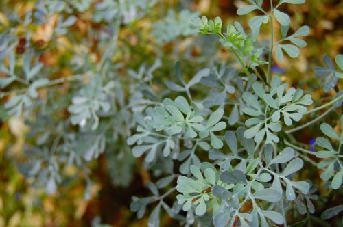 ruta, ruta graveolens, rue herb