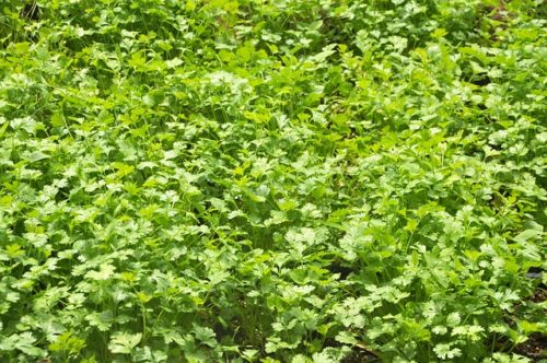 Korijander, Coriander, Coriandrum sativum