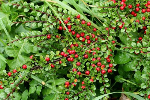 Cotoneaster dammeri, Vrt-express, Poreč