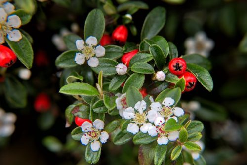Cotoneaster salicifolia, Vrt-express, Poreč