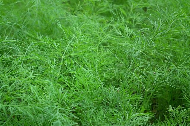 dill-261044_640