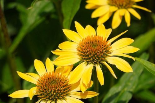 Echinacea