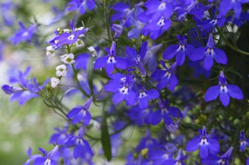 Lobelija, Plavi vjerenik, Lobelia erinus