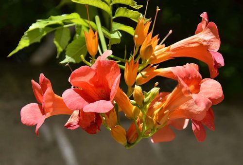 Tecoma bignoides 