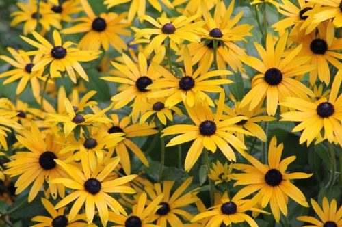 flowers-g18c1dfe5d_640 Rudbeckia