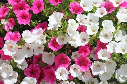 flowers-g7e2425ee2_640 Petunija, Petunia