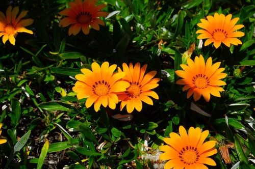 gazania-ge5bd1ea60_640 Gazanija, Gazania