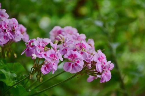 Viseća pelargonija dupla, Pelargonium peltatum