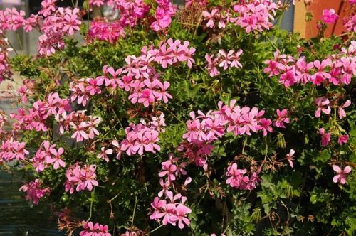geraniums-gb87d3e05f_640 Viseća pelargonija, Pelargonium peltatum