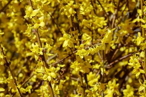 Forzicija, Forsytia x intermedia