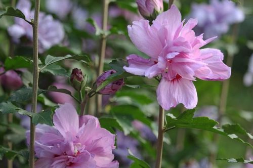 hibiscus, sljez, hibiscus syriacus