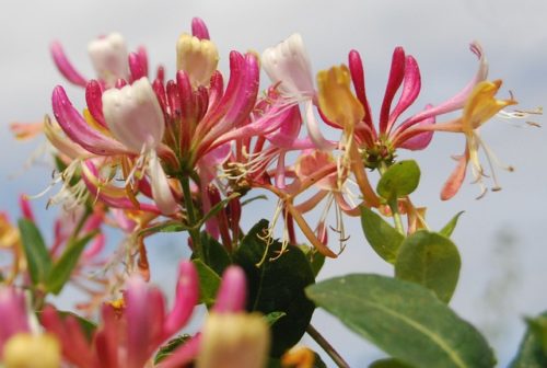 lonicera penjačica