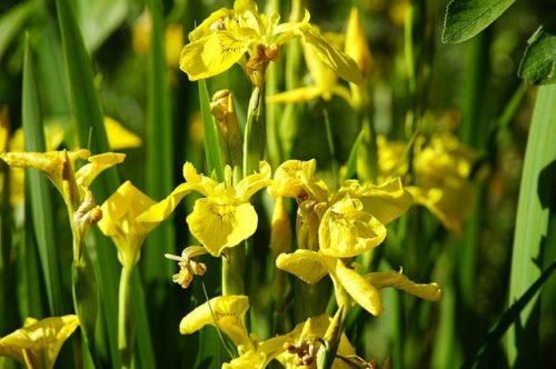Iris