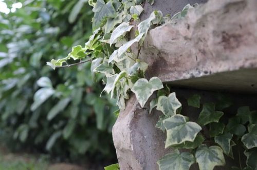 šareni bršljan, hedera algeriensis