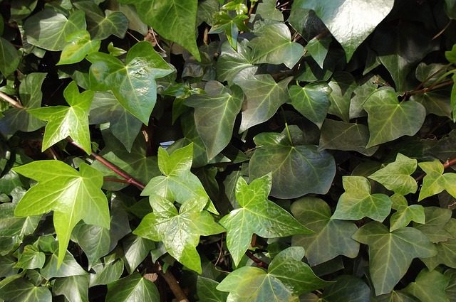 bršljan, zeleni bršljan, hedera, hedera helix