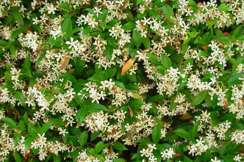 Zimzeleni jasmin, jasmin, Rhinospermum jasminoides