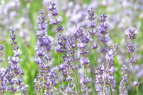 Lavanda, obična lavanda, lavanda angustifolia