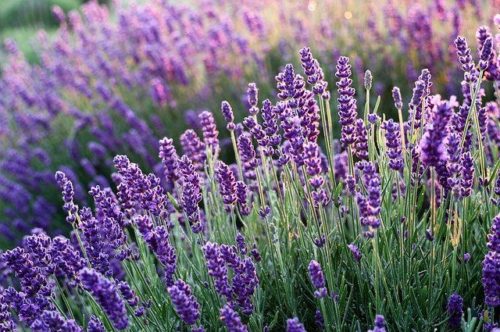 Lavanda, Lavanda hidcote
