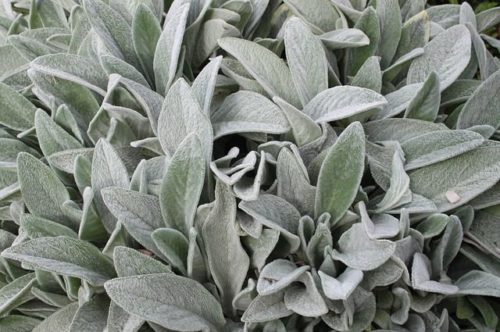 zečje uho, kamenjar, Stachys byzantina