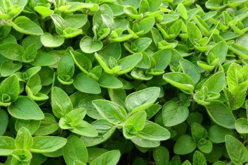 mažuran, majoran, Origanum majorana