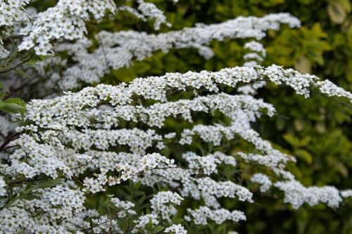 meadowsweet-5868387_640 spirea, Suručica, Spiraea vanhouttei