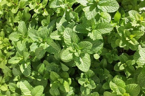 mentha pulegium