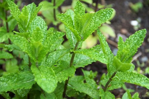 mentha peprmint